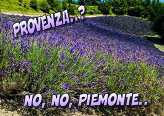 icona articolo lavanda