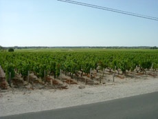 Medoc_Vigneti