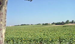 vigneti