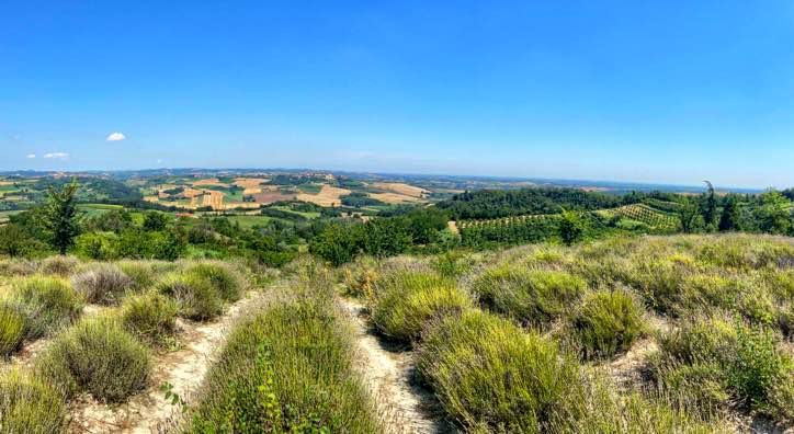 Campo di Lavanda tra Lu e Cuccaro