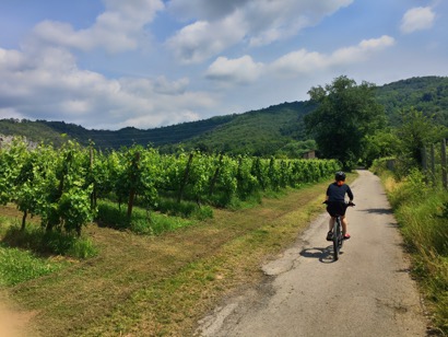 ciclabile nei vigneti
