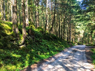 Carrabile nel bosco