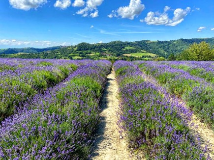panorama sui campi di lavanda