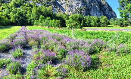 campetto di lavanda a Valdieri