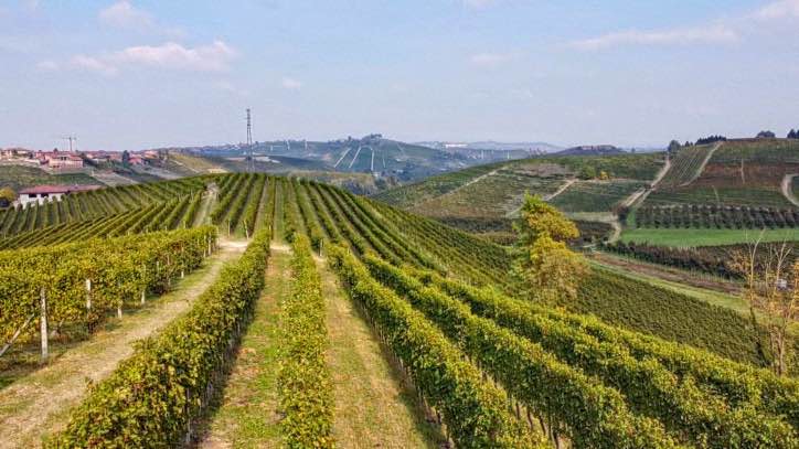 panorama dei vigneti intorno a Neive