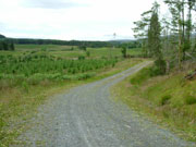Galloway-Forest