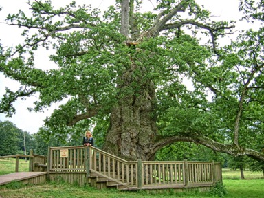 Paimpont, Quercia di Guillotin