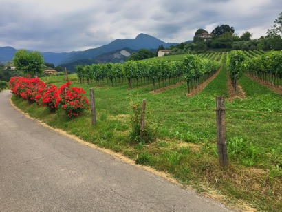 Vigneti fioriti in Franciacorta